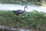 A posing Heron seen near Bridge 179