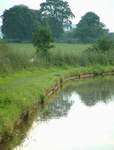 A heron watching and waiting.