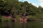 the beautiful rhododendrons at Ellesmere?