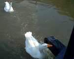 The killer geese of Banbury 'Goose Green?'