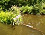 a heron busy fishing.