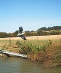 a Heron takes flight