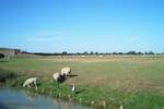 This heron thinks it's a sheep