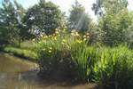 Wild Iris growing in the bank