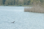 Grebe in Stockton reservoir