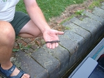 The newt found swimming in Napton flight