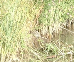 Spot the Terrapin