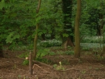 Brenda's wild garlic hunt