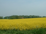 Oilseed rape in full flower