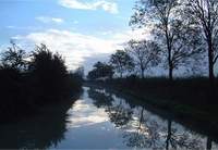 Reflected Trees